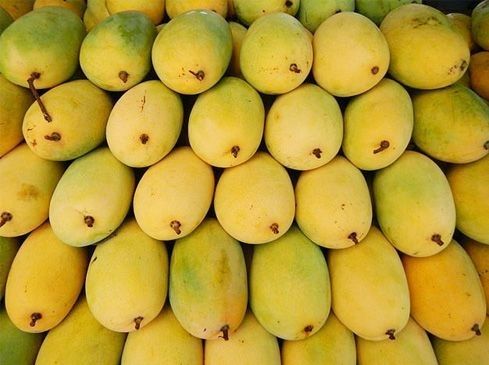 Fresh Mangoes