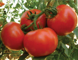 Tomato Seeds