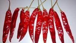 Dry Red Chilli