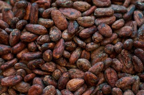 Cocoa Beans