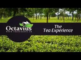 Octavius Tea