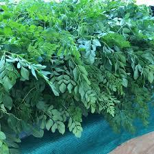 Herbal Product Moringa Leaves