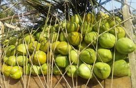 Fresh Coconut