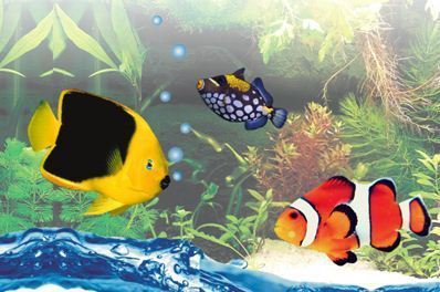 Colorful Live Aquarium Fish