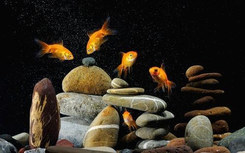 Elegant Gold Fish Aquarium