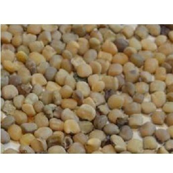 Hybrid Cluster Beans Seeds