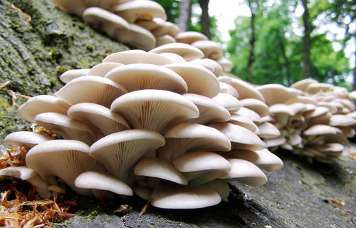 Pure Fresh Oyster Mushroom