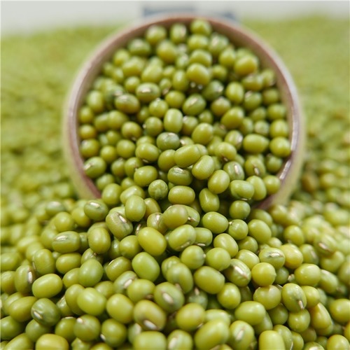 Fresh Green Gram at Best Price in Tashkent, Toskent | Sardor Agro