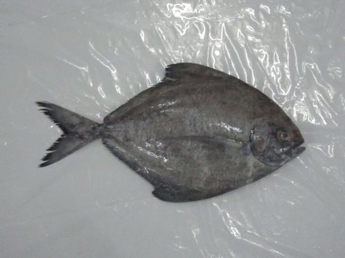 Fresh Black Pomfret Fish