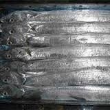 Fresh Bulk Frozen Fishes