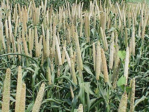 Fresh Organic Pearl Millet