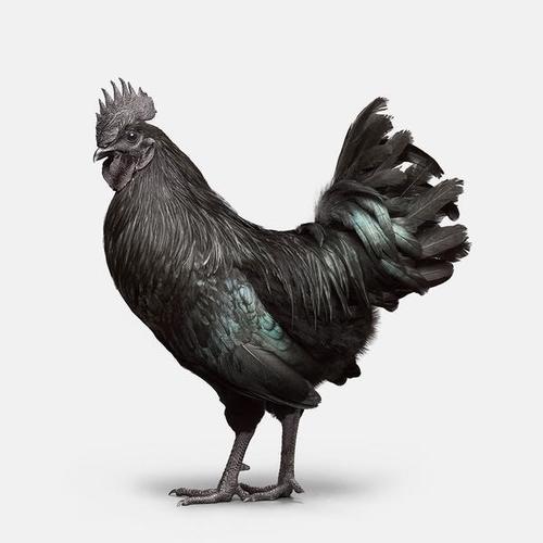 Kadaknath Chicken