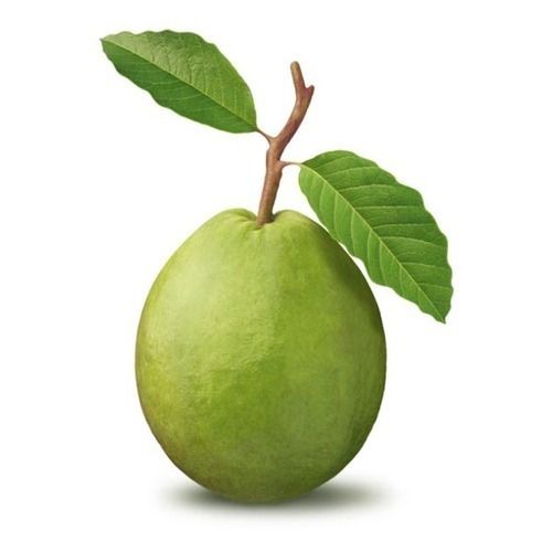 Organic Fresh Guava Fruit
