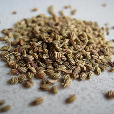 Fresh Bishop Weed (Ajwain )