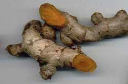 Fresh Raw Turmeric Finger - Organic Quality, Naturally Grown Under Expert Supervision