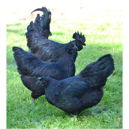 Black Kadaknath Poultry Chicken