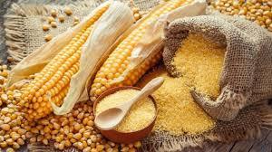 High Quality Fresh Yellow Maize