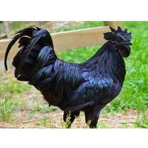 Kadaknath Kombadi Chicken