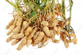 Groundnut Kernels