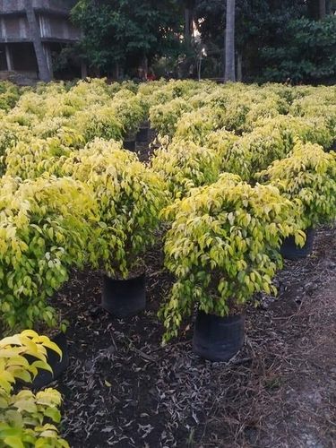 White Ficus Yellow Plant