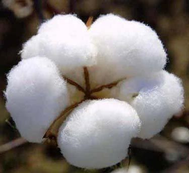 Highly Demanded Raw Cotton