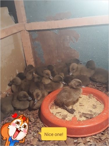 Khaki Campbell Duck Chicks