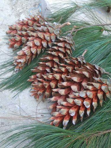 Pinus Wallchiana Himalyan White Pine Oil