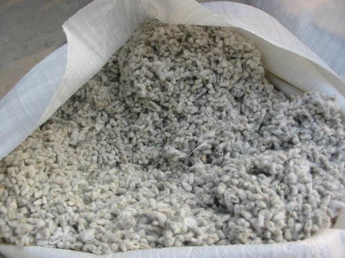 Unmatched Quality Cotton Seed