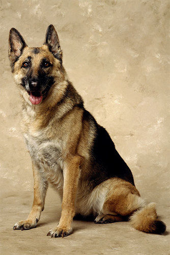 German Shepherd Dog