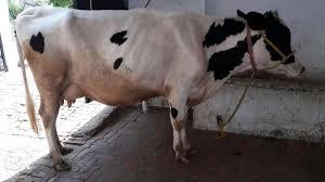Indian Healthy HF Cow