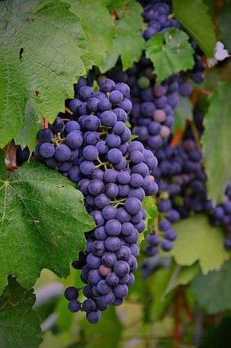 Fresh And Nutritional Black Grapes