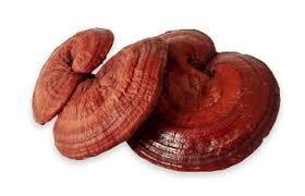 Ganoderma Extract