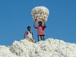 Organic Lint Cotton