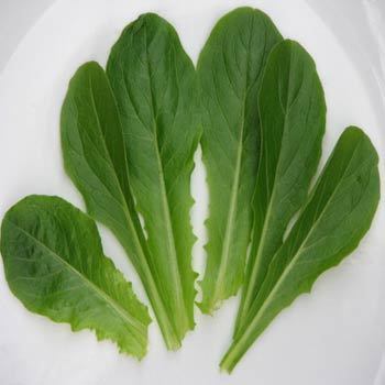 Lettuce Green Romaine Vegetables