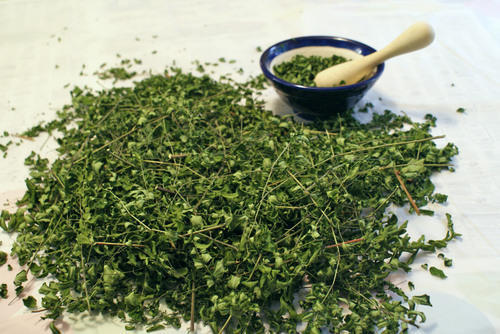 Moringa Oliefera Leaves