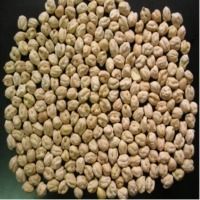 Chickpeas