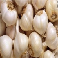 Indian Garlic