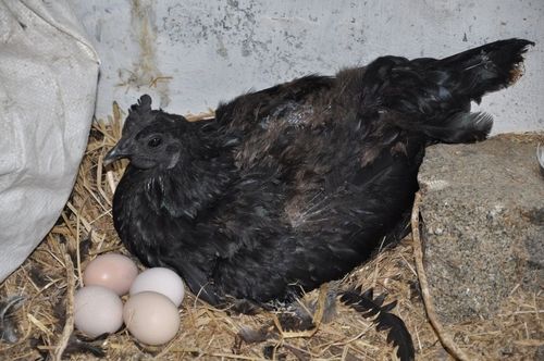 Black Kadaknath Hens