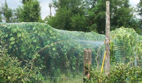 Green Agricultural Grapes Net