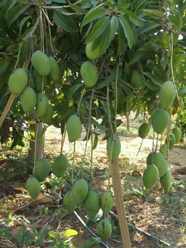 Hybrid Mango Plant