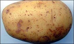 Organic Medium Size Potato