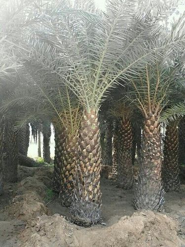 Palm Plant