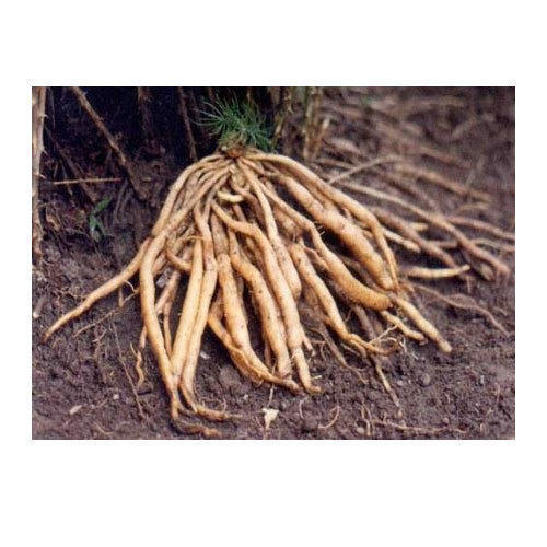 Asparagus Racemosus Roots