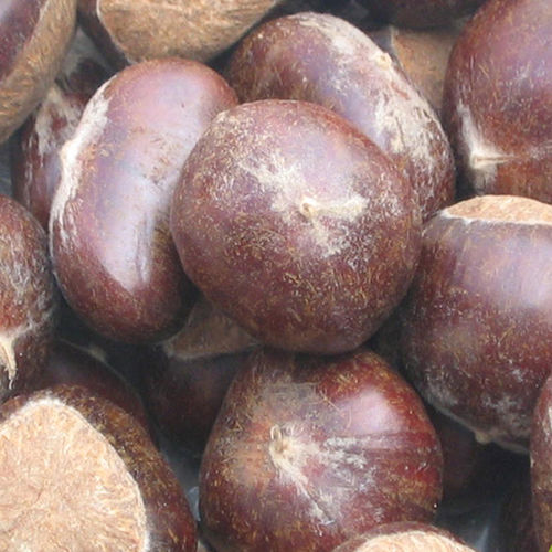 Fresh Raw Chestnuts