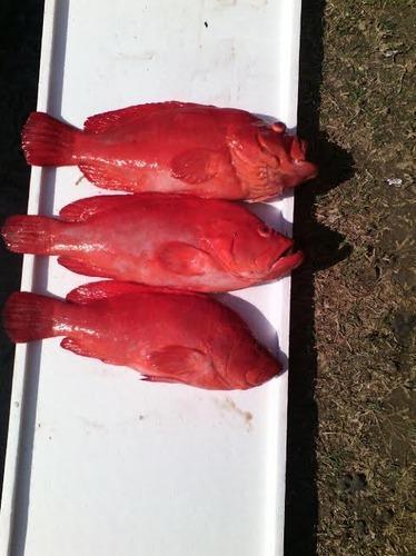 Fresh Grouper Whole Fish