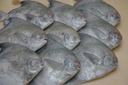 Fresh Silver Pomfret Fish