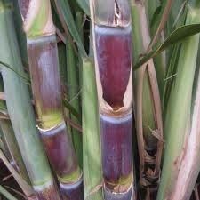 Fresh And Juicy Sugarcane