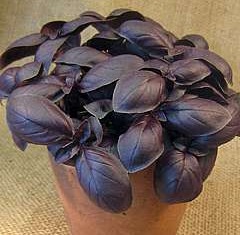 Fresh Basil Seeds - Purple Color, 99% Purity | Fresh, Bulk Packaging, 85% Germination Rate