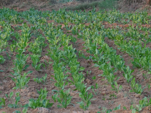 Grass Chicory Plant Leaf