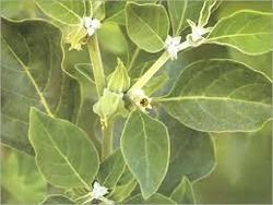 Quality Tested Ashwagandha Extract